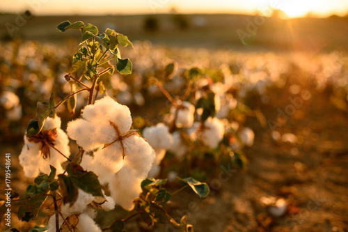 Cotton fields with soft, fluffy white cotton bolls glowing in warm golden sunlight. Natural rural landscape symbolizing purity, sustainability, and organic farming.