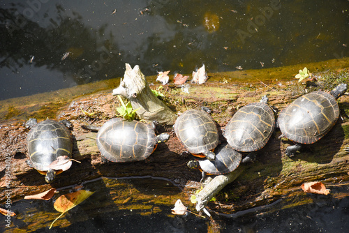 Five turtles sunbathing on a log in the pond. Turtles soaking up the sun on a bright summer day