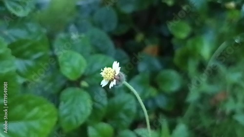 The image displays a Tridax daisy, scientifically known as Tridax procumbens. 