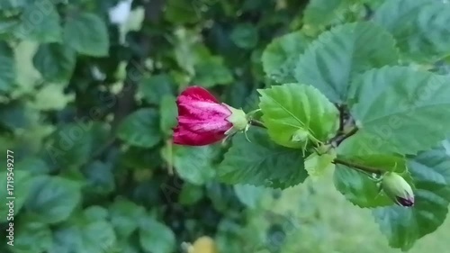The plant in the image is likely a Malvaviscus arboreus, commonly known as Turk's Cap, Sleeping Hibiscus, or Wax Mallow. 