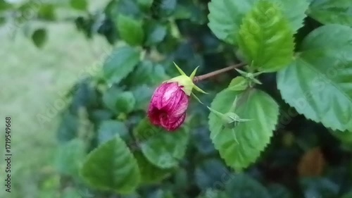 The plant in the image is likely a Malvaviscus arboreus, commonly known as Turk's Cap, Sleeping Hibiscus, or Wax Mallow. 