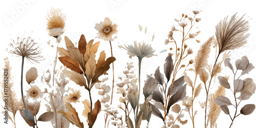 watercolor Dried Flowers and Grasses on a White Background