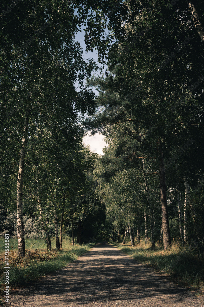 Fototapeta premium Dark forest path on a rainy autumn day
