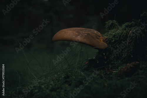 Close-up of a mushroom growing from moss in a dark forest atmosphere