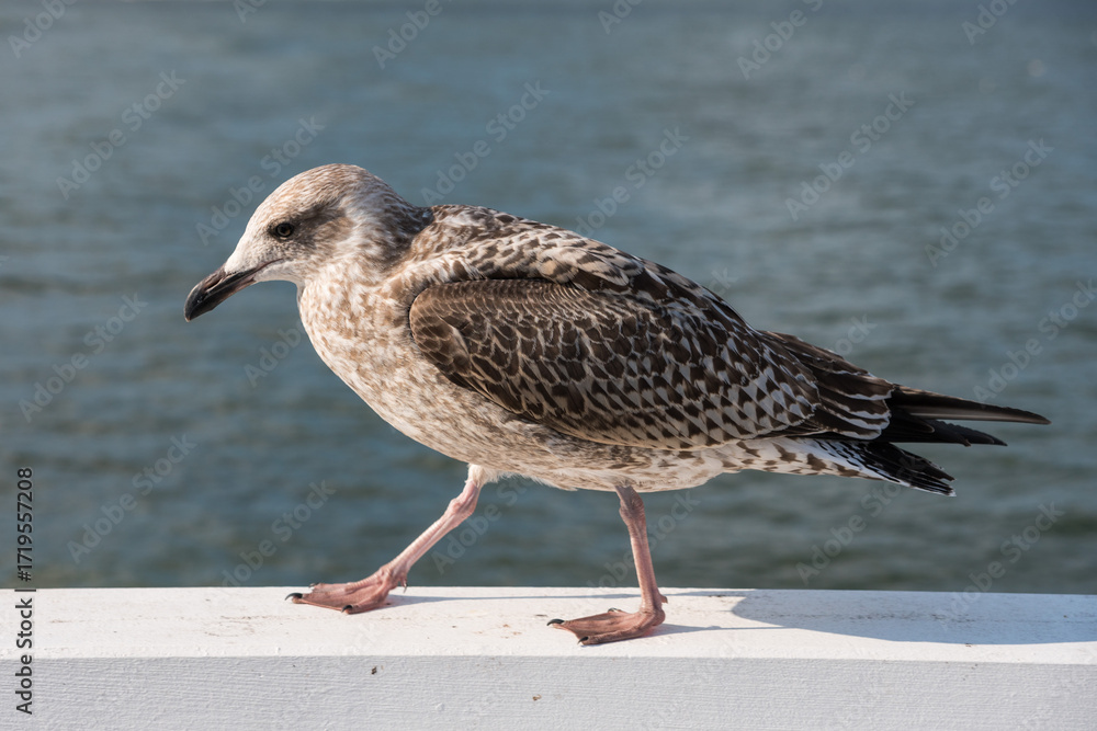 Obraz premium Seagull perched on a white railing