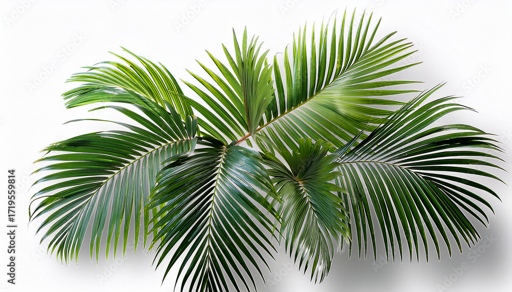 Fototapeta premium Tropical Palm Leaf Isolated White And Transparent Background