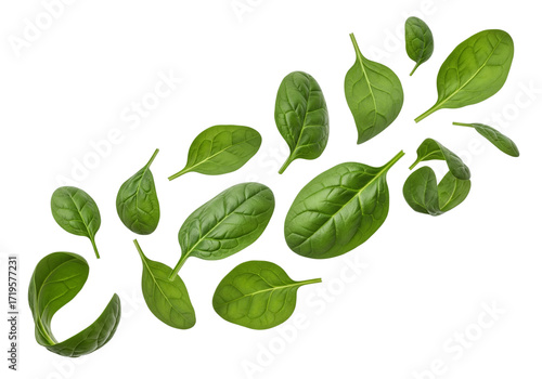 Fresh Baby Spinach Leaves Floating Isolated on White Background