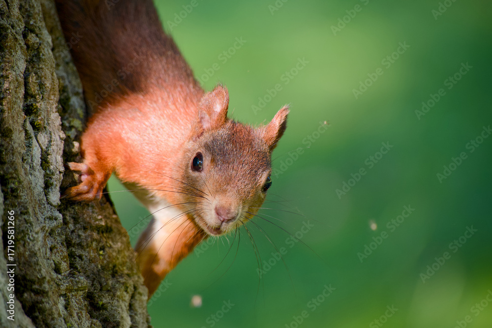 custom made wallpaper toronto digitalCurious squirrel looking into the camera