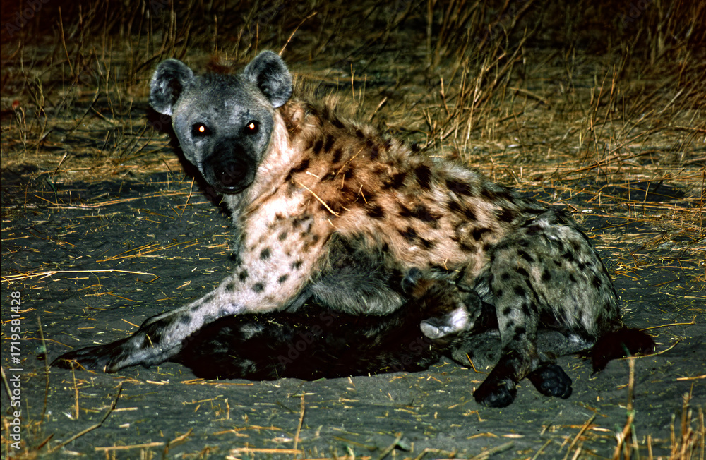 Obraz premium hyena with cubs at night