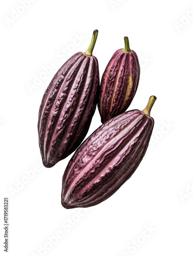 Wallpaper Mural Three ripe purple cocoa pods with distinct ridges isolated on transparent background Torontodigital.ca
