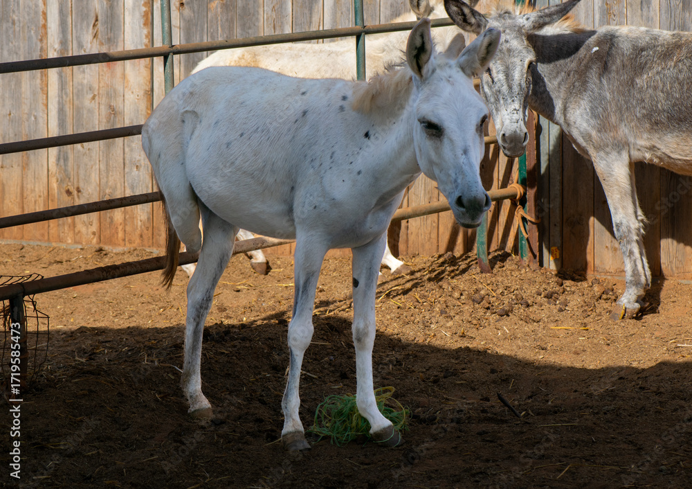 Fototapeta premium Disabled donkey standing in farm enclosure