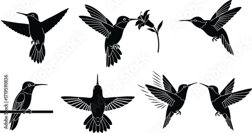 Hummingbird silhouettes in various poses and actions in black and white