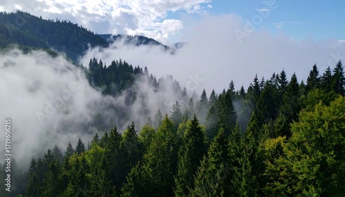 Fototapeta Naklejka Na Ścianę i Meble -  Misty mountain forest view