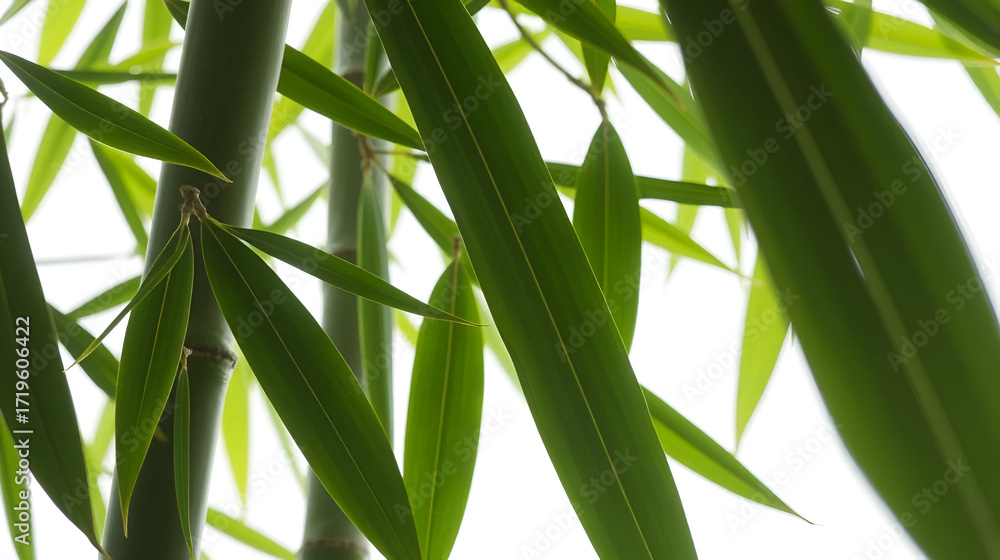 Obraz premium Green bamboo leaves on isolated transparent background.