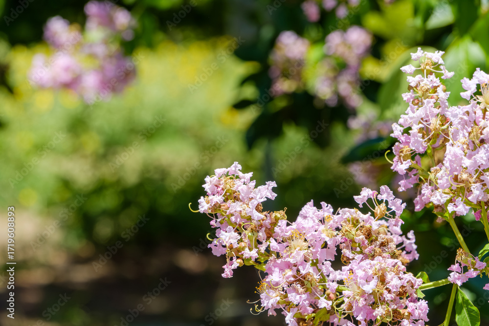 Obraz premium 夏の庭に咲く薄紫色のサルスベリの花