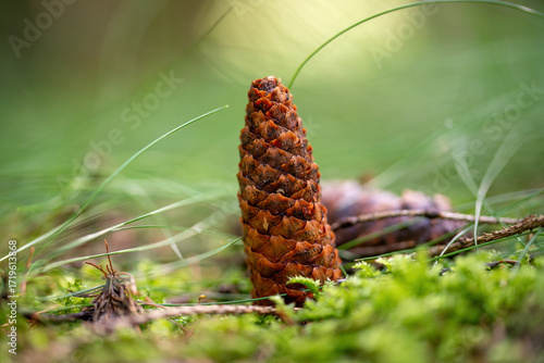 Pine cone in the forest with moss