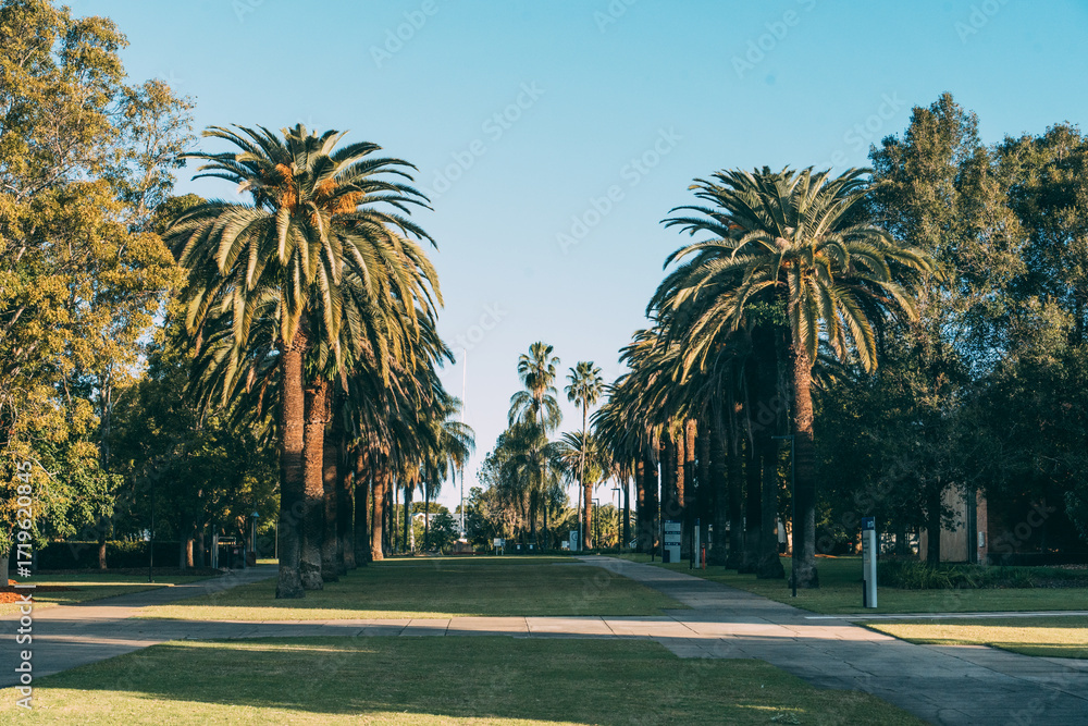 Fototapeta premium palm trees in the park