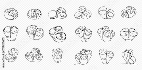 A line art illustration featuring various arrangements of Lithops succulents, showcasing their unique shapes and textures.