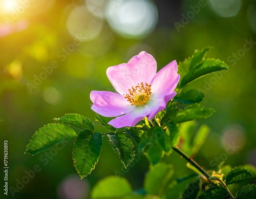 Close-up of a delicate pink flower (4)