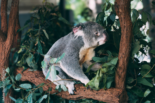 Photography koala in a tree