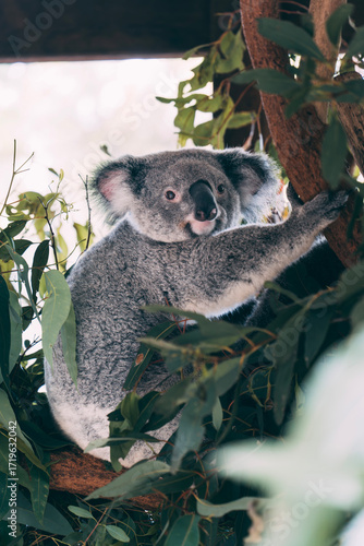 Canvas Print koala in a tree