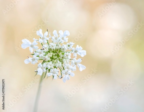 Close-up of a delicate white flower (1)