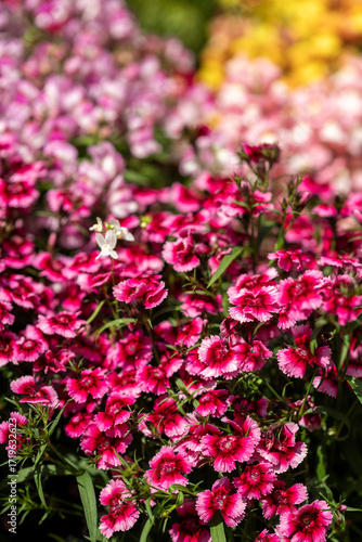 Wallpaper Mural Vibrant Garden Blooms Abound Torontodigital.ca