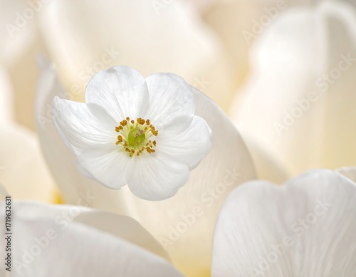 Close-up of a delicate white flower (2)