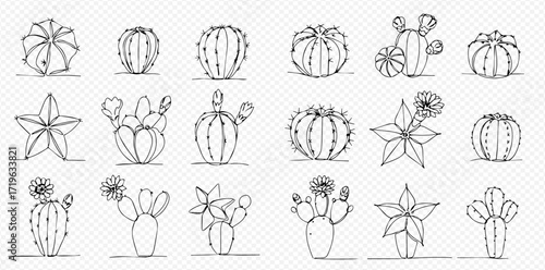 Collection of hand-drawn cactus and succulent illustrations in a simple line art style, some with flowers, arranged in rows.