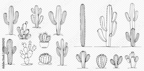 A collection of various sketched cactus plants in different shapes and sizes, isolated on a transparent background.