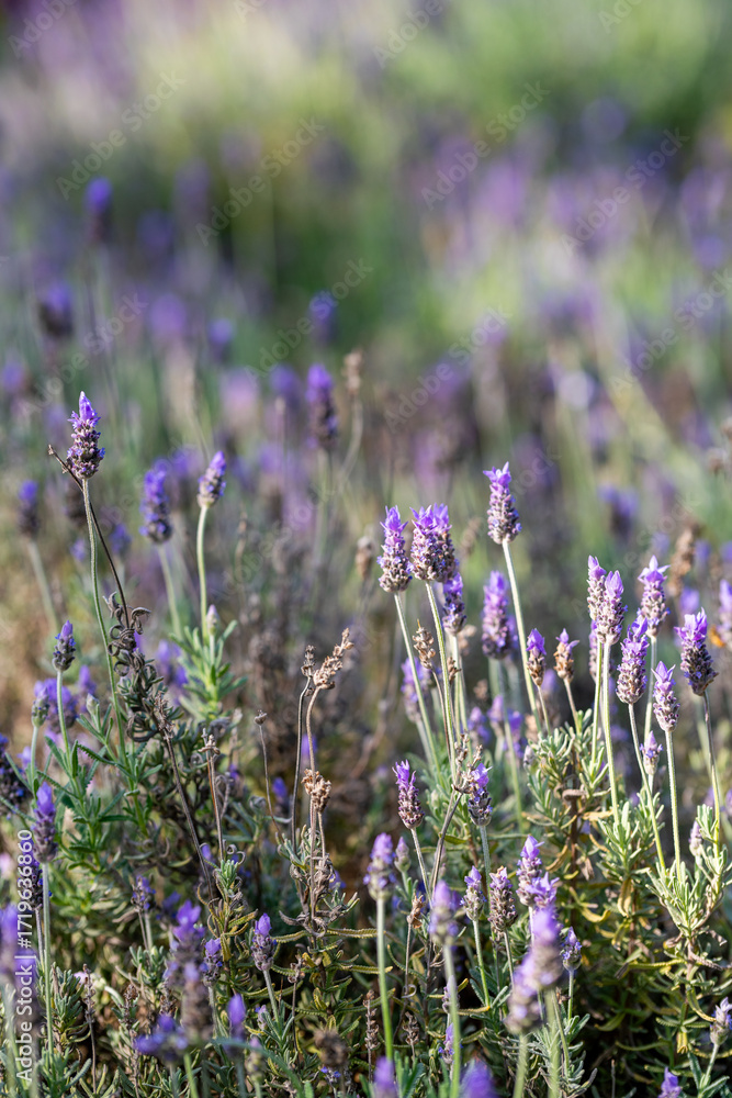 Obraz premium Lavender Fields Bloom Under the Gentle Sun