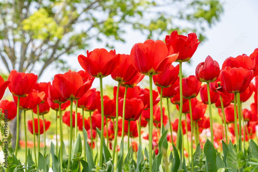 Fototapeta premium 春の青空に映える真っ赤なチューリップ畑