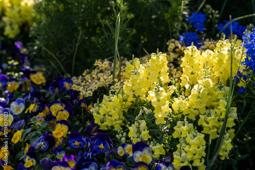 Bright Yellow Flowers Bloom Among Purple Pansies