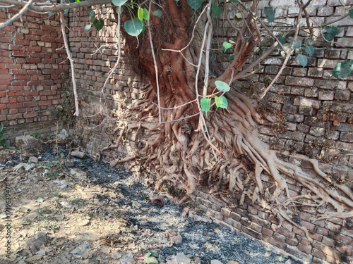 Intertwined banyan tree roots growing over old brick wall showcasing nature's dominance over man-made structures, symbol of time, resilience, and natural reclamation