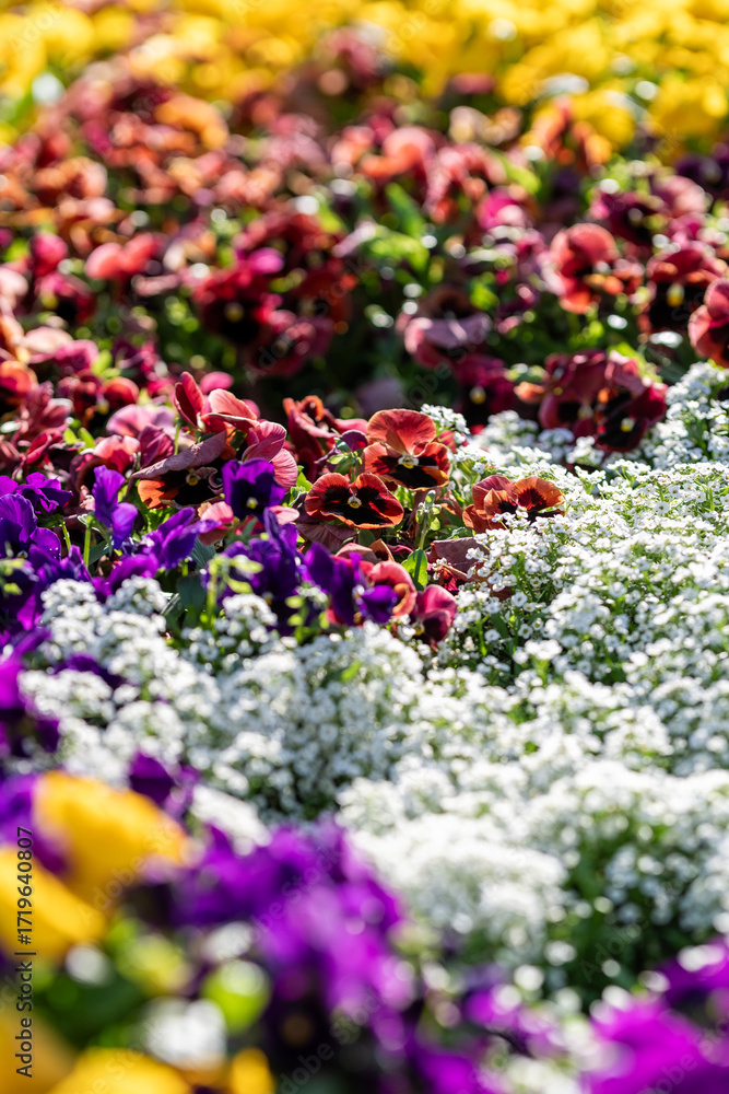 Obraz premium Vibrant Flowers Blooming in a Sunny Garden Display