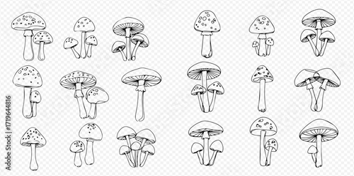Collection of hand-drawn mushroom illustrations in black and white, showcasing various shapes and sizes.