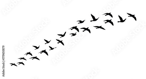 Flock of birds silhouettes flying in formation against a isolated on white background