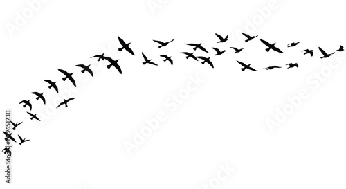 Flock of birds in flight forming a natural archway against the sky isolated on white background