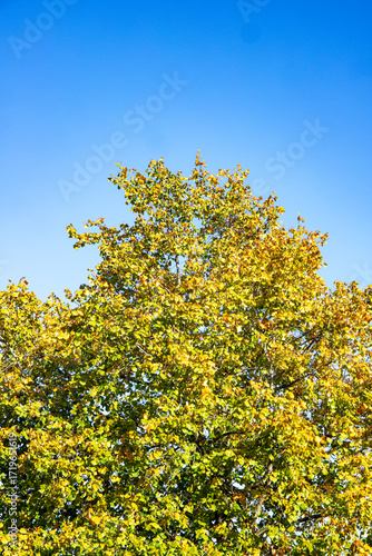 Tree with autumn colour leaves isolated against deep blue sky