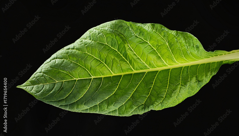Obraz premium Two Tobacco Leaves On Black Background