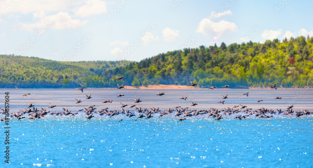 Fototapeta premium Many wild black ducks flying from the lake with a splashing water - - Beautiful serene waving reed in the sunlight with wooden pier - Eymir Lake , Ankara, Turkey 