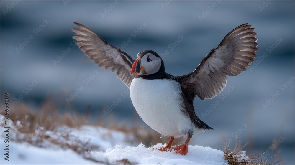 Obraz premium Puffin Standing on Icy Cliff Edge Overlooking the Arctic Sea