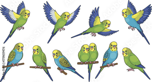 Budgerigar illustration, parakeet vector art, colorful parrot drawing, exotic bird design, flying budgie clipart, tropical pet bird artwork, decorative avian graphics, wildlife illustration
