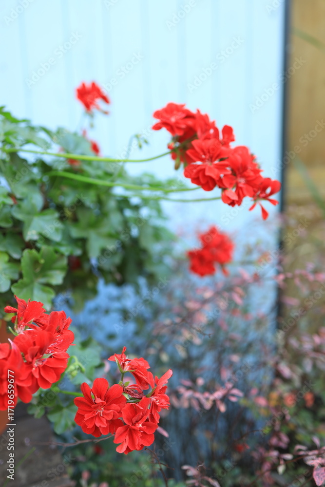 Obraz premium Bright red geranium flowers stand out against green leaves in a lush garden. The scene captures the beauty of spring with plants thriving in warm sunlight.