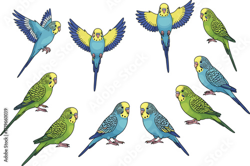 Digital illustration of colorful parakeets, blue green yellow budgerigars in flight and perched poses, exotic tropical birds vector artwork, detailed feathers, wildlife design collection