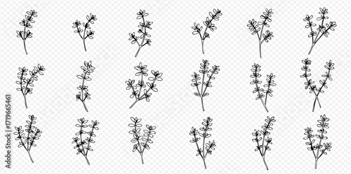 Collection of minimalist botanical sketches of flowering thyme sprigs on a transparent background.