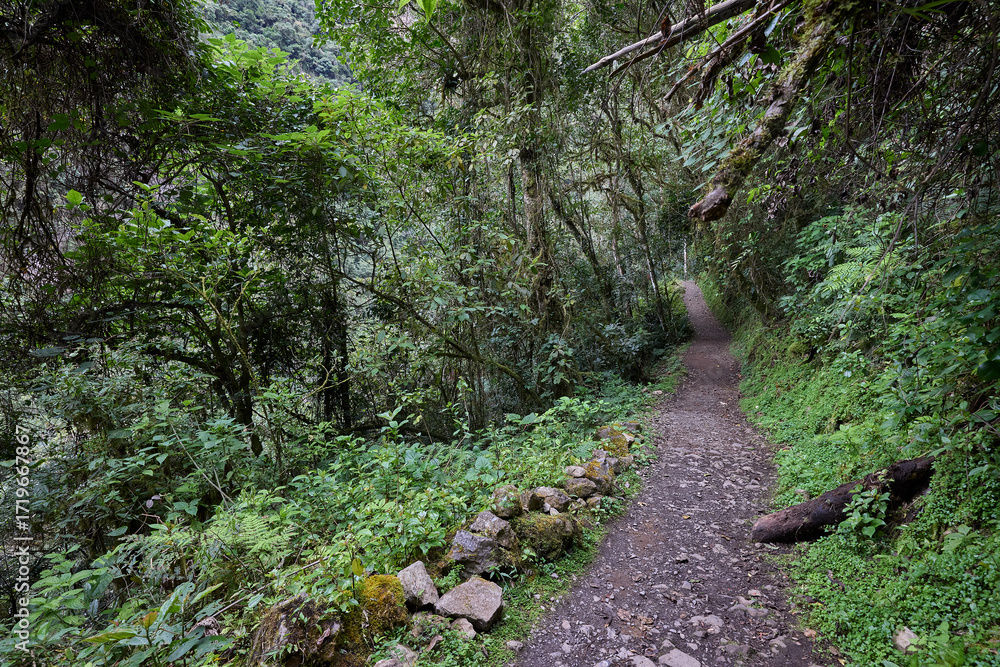 Obraz premium A winding trail through lush greenery leads the way to the mighty Gocta Waterfalls. Each step along this serene path invites travelers deeper into the heart of the Amazonas region.