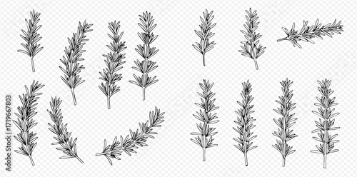 Illustration of several sprigs of lavender in varying orientations on a transparent background.