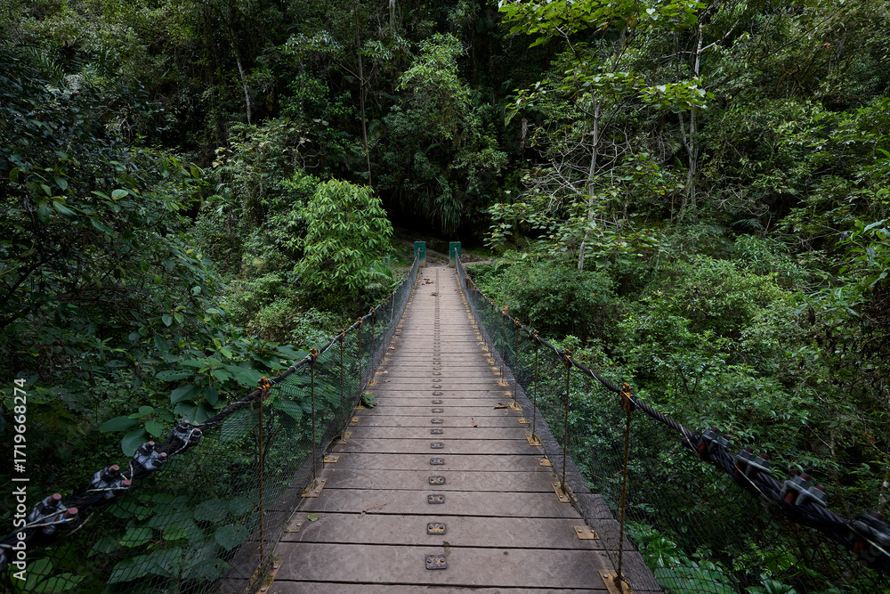 Obraz premium A winding trail through lush greenery leads the way to the mighty Gocta Waterfalls. Each step along this serene path invites travelers deeper into the heart of the Amazonas region.