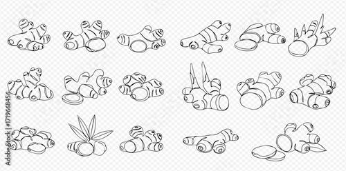 Line art illustration featuring multiple ginger roots in various shapes and arrangements on a transparent background.